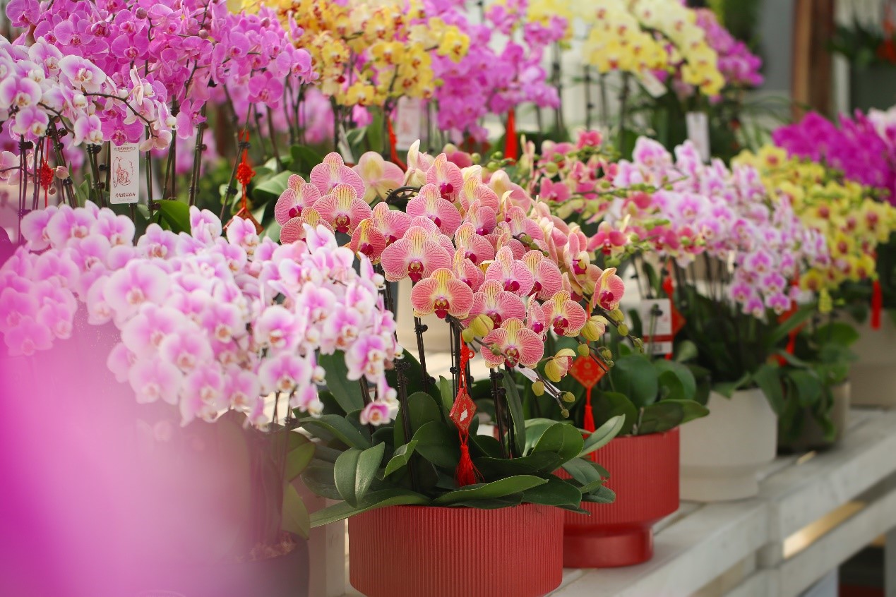 花里寻年味|快来这个“花花天下”打卡吧-传化集团有限公司