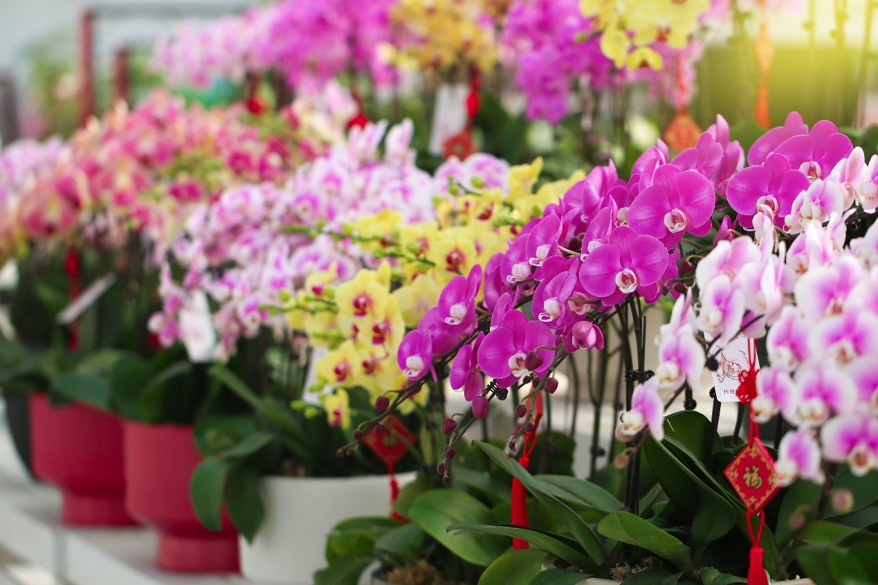 花里寻年味|快来这个“花花天下”打卡吧-传化集团有限公司