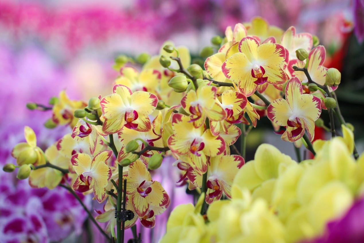 花里寻年味|快来这个“花花天下”打卡吧-传化集团有限公司